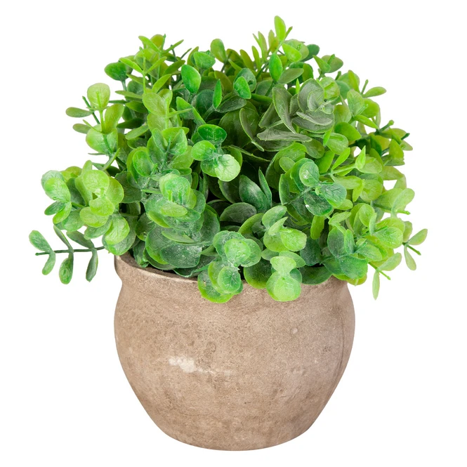 Eukalyptus - Inkl. Topf - Ca. 14 X 19 Cm 1 Eukalyptus - Inkl. Topf - Ca. 14 X 19 Cm