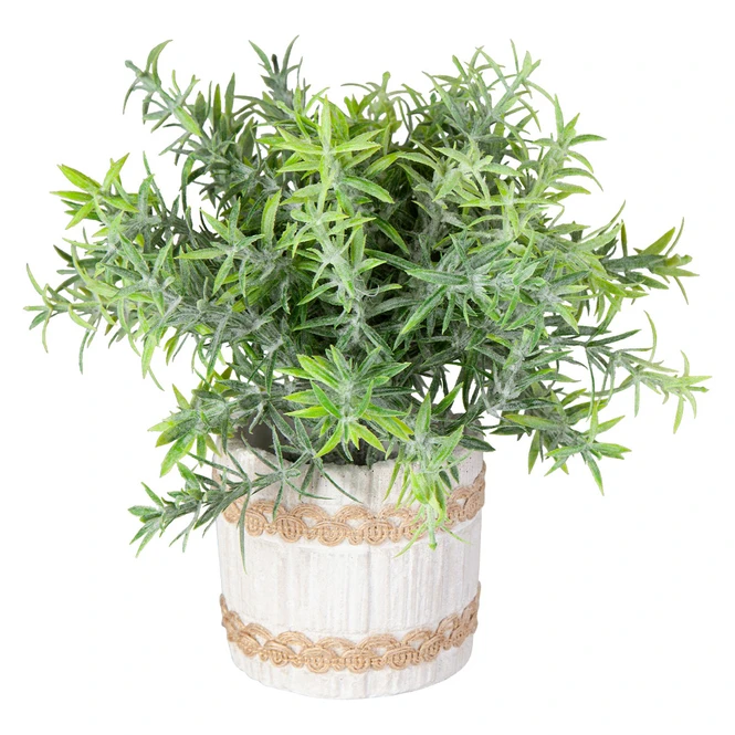 Pflanze - Inkl. Topf - Ca. 9 X 22 Cm 1 Pflanze - Inkl. Topf - Ca. 9 X 22 Cm